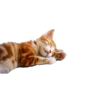 Cute Ginger Kitten Sleeping Peacefully On A White Knitted Surface Indoors. 19115 - Cat PNG image with transparent background